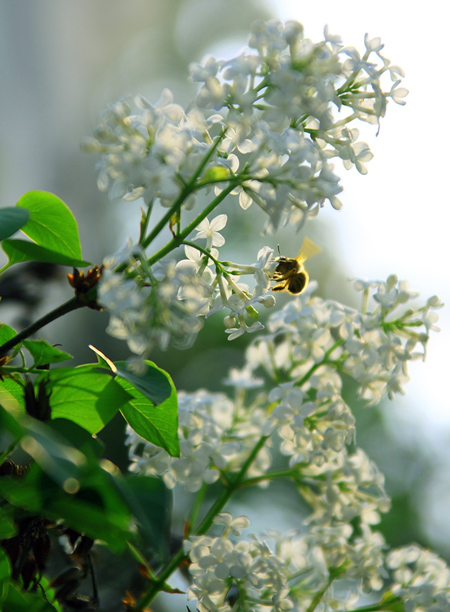 6 熏透愁人千里梦.jpg