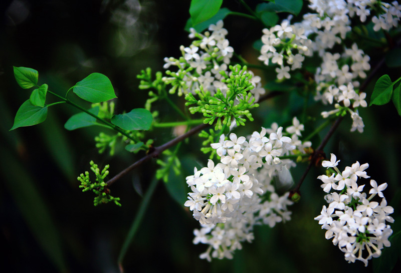 7 （配图词句为李清照所作）.jpg