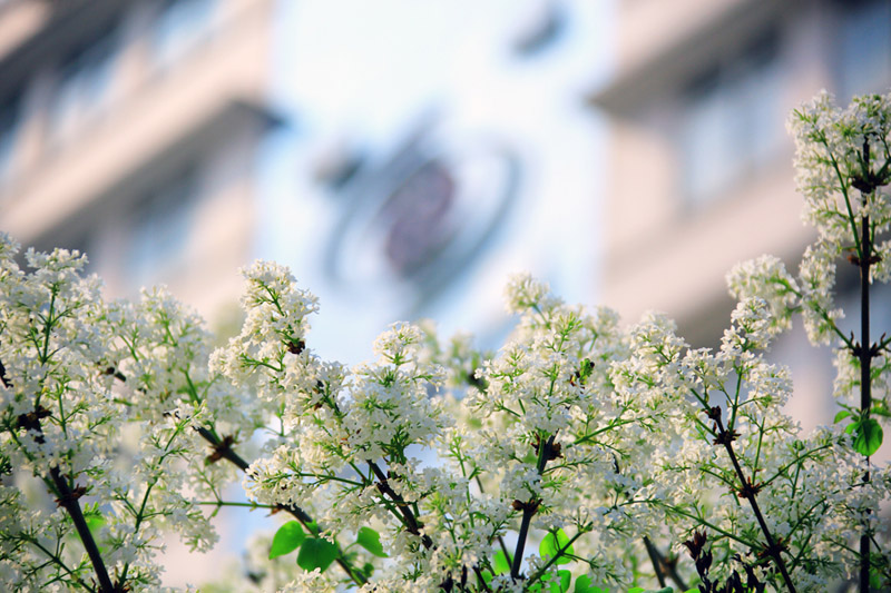 1 揉破黄金万点轻.jpg