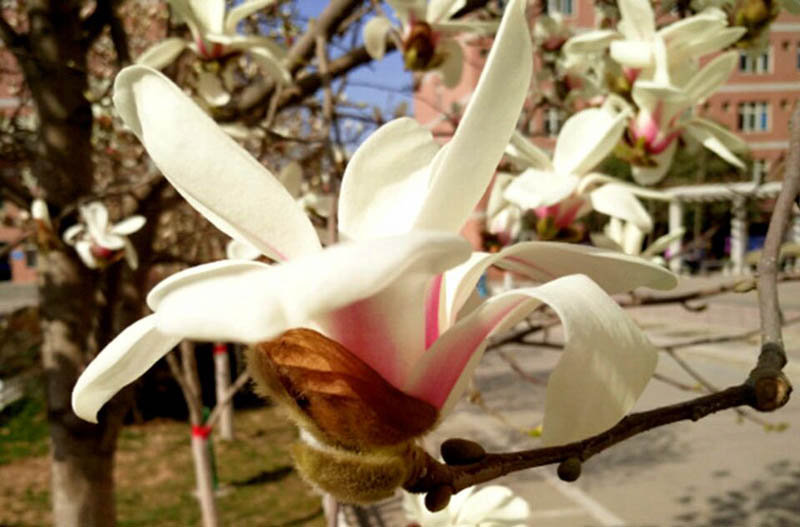 机车3152-张劲-杜鹃独绽.jpg 机车3152-张劲-杜鹃独绽.jpg