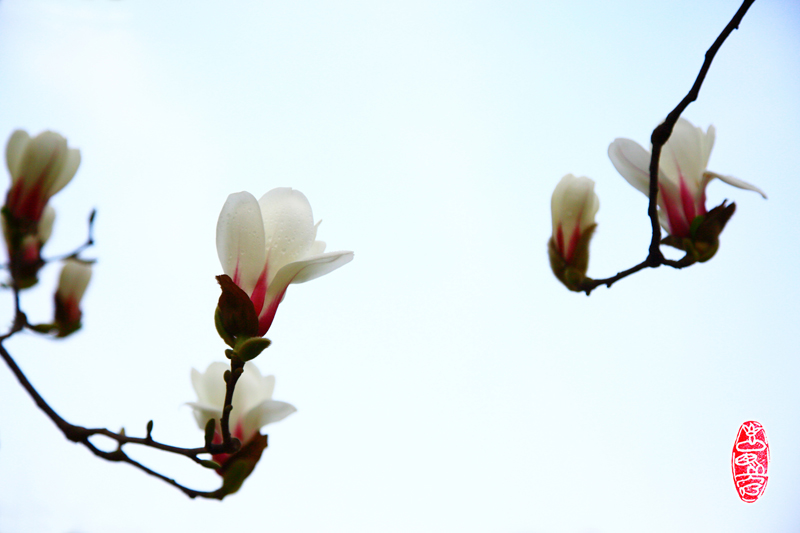 6 玉兰飘香陕铁院.jpg