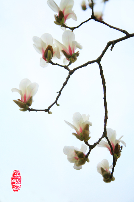 7 玉兰飘香陕铁院.jpg