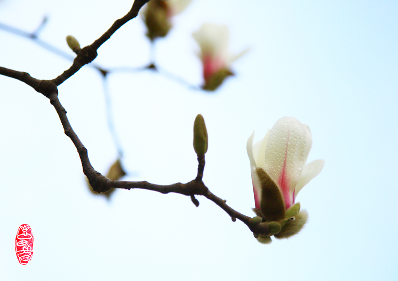 2 玉兰飘香陕铁院.jpg