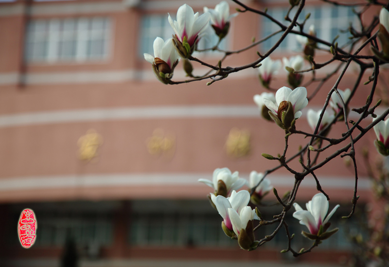 8 玉兰飘香陕铁院.jpg