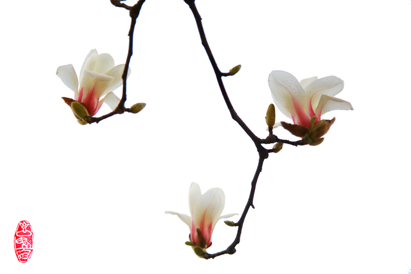 4 玉兰飘香陕铁院.jpg