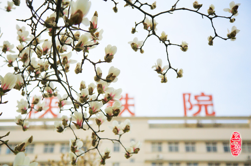 1 玉兰飘香陕铁院.jpg